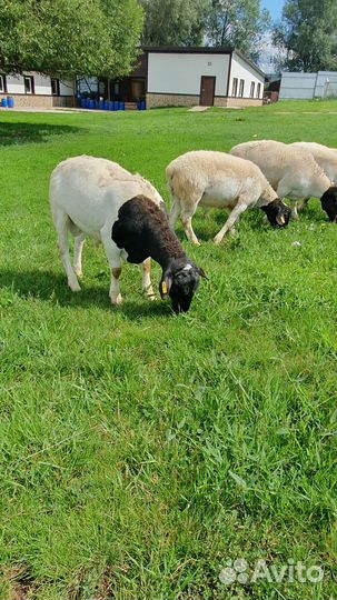 Дорпер на племя