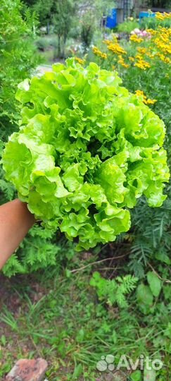 Овощи с грядки, свежая зелень