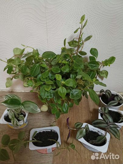 Традесканция