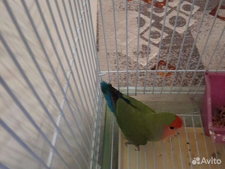 Попугай неразлучник