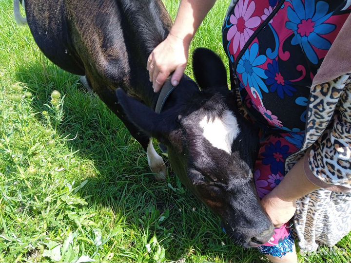 Телочка 6 месяцев