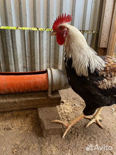 Молодые петушки