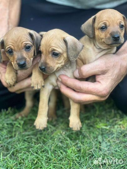 Щенки цвергпинчер-той