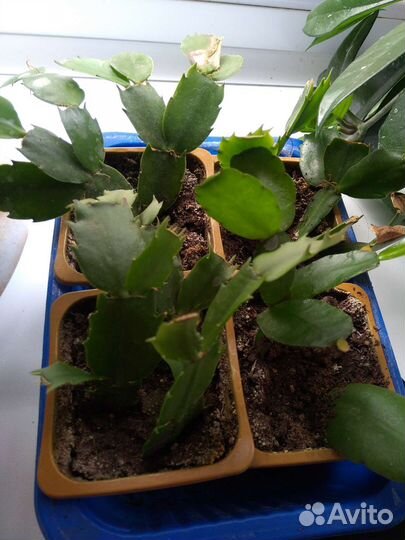 Комнатные цветы