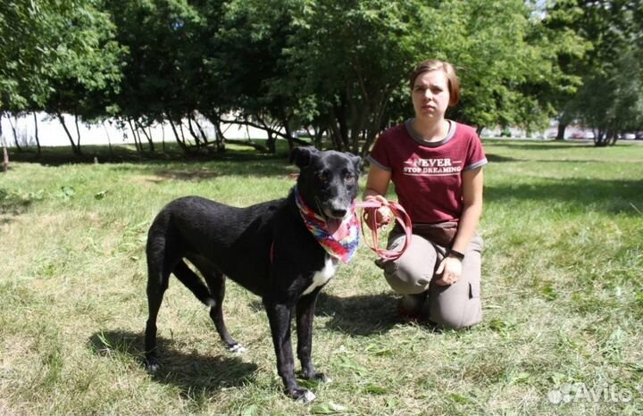 Собака Багира