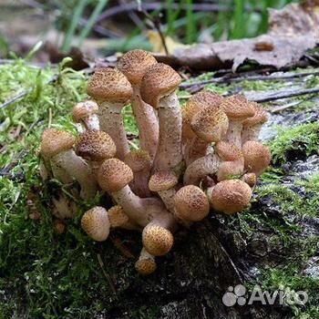 Грибы опята