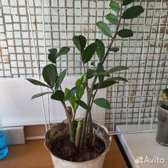 Замиокулькус