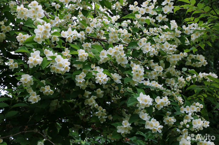 Саженцы садового жасмина(Чубушника)