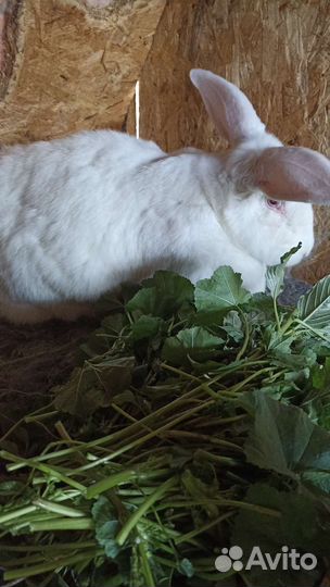 Кролики мясной породы