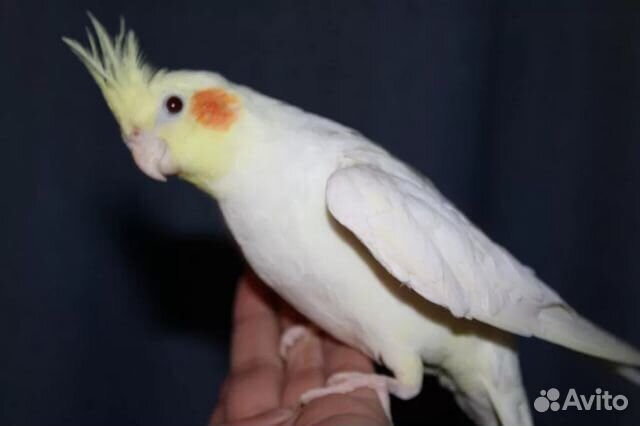 Продам птенчиков Корелла домашние