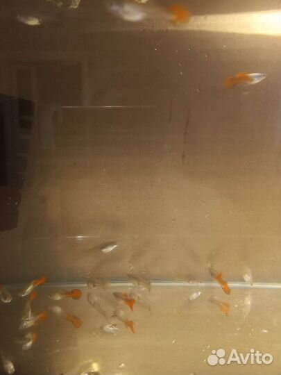 Тернеция гло фиш.Аквариумные рыбки(разводные)