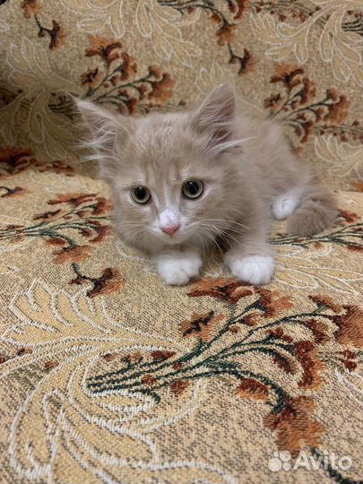Кошка