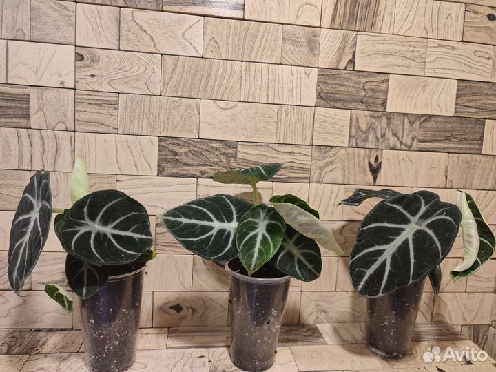 Алоказия ниндзя