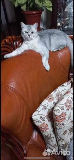 Шотландский кот