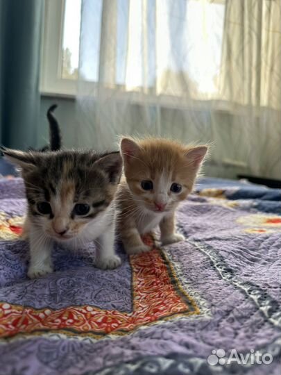 Котята в добрые руки