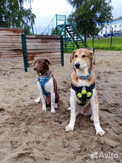Собака в добрые руки