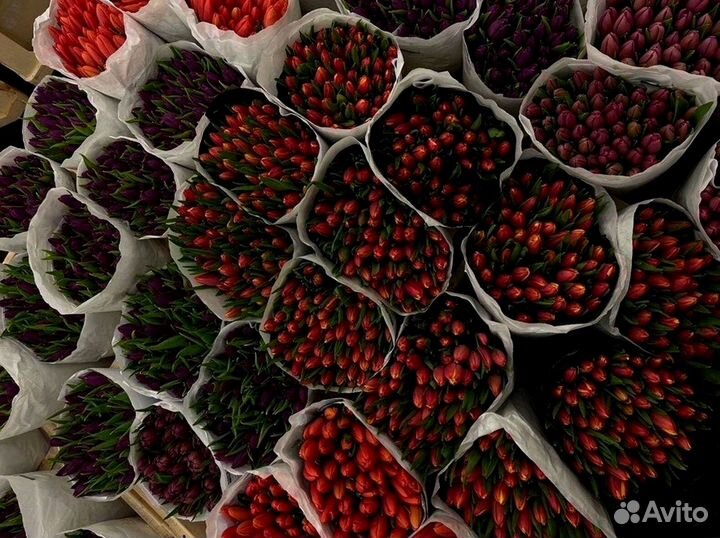 Тюльпаны опт разные цвета