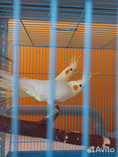 Попугай корелла