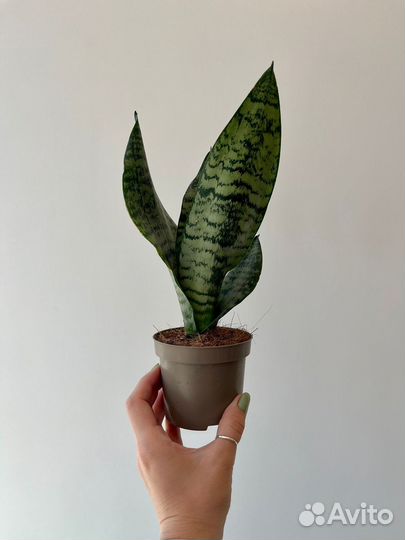 Сансевиерии разные