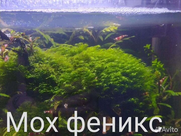 Аквариумные растения
