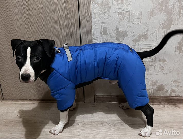 Зимний комбинезон новый для собаки