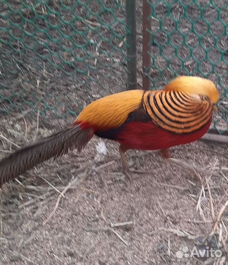 Золотой фазан