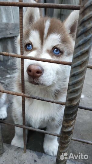 Щенки хаски