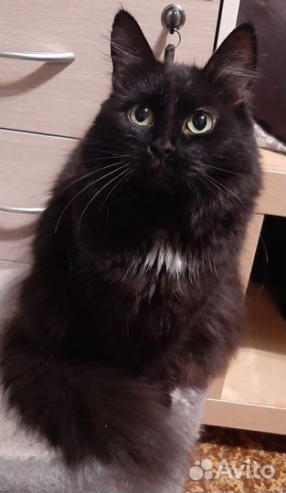 Кошка фенотип шантильи тиффани в дар