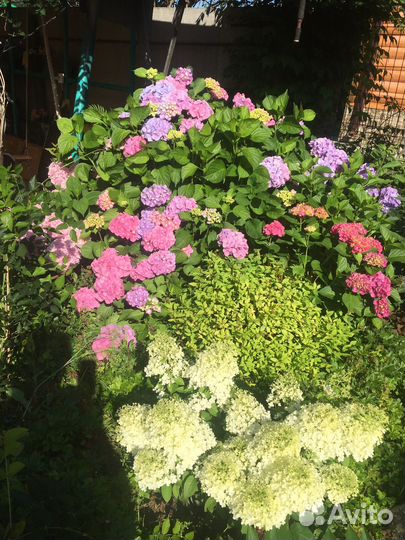 Гортензии метельч, крупнолистн, древовидные