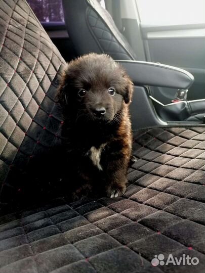 Щенок бесподобный Коротколапик, будет не высокой