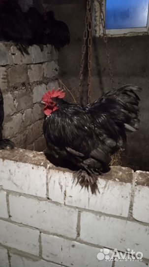 Цесари,кохинхин карликовый