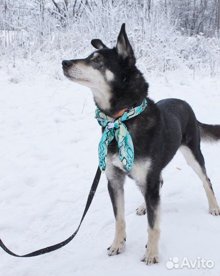 Приезжайте в приют на прогулки - они ждут