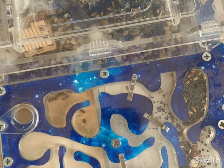 Муравьиная Ферма бу