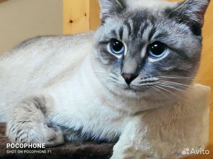 Тайский кот вязка бесплатно