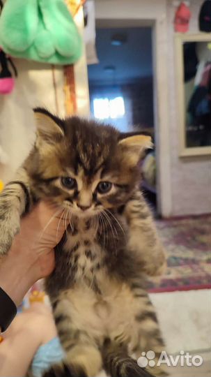 Кошки в добрые руки бесплатно