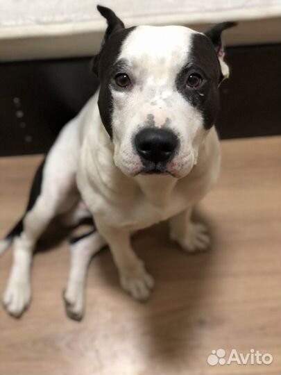 Стаффордширский терьер вязка