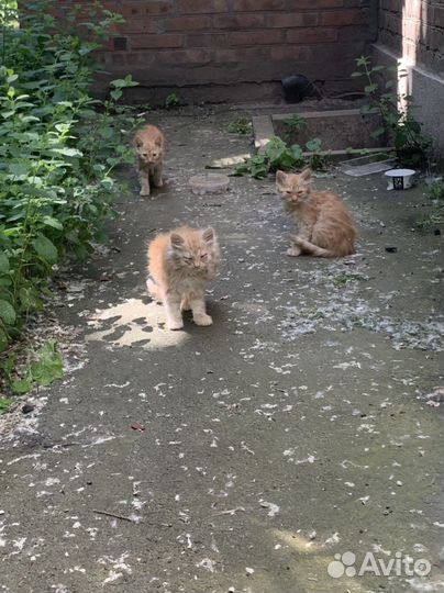 Котята и кошка