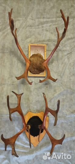 Продам рога оленя