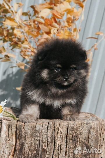 Щенки шпица