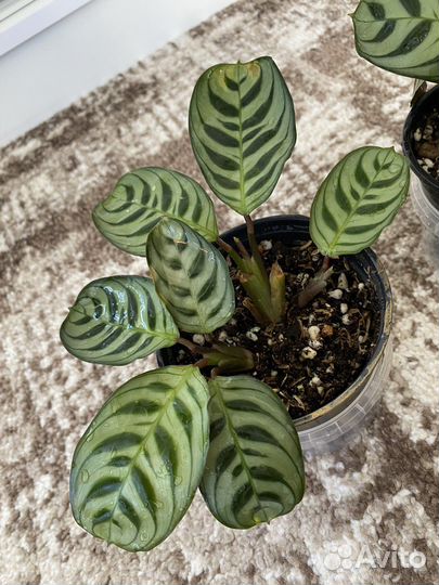 Калатея ктенанта