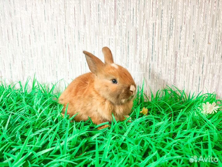 Карликовый кролик - ручной, добрый