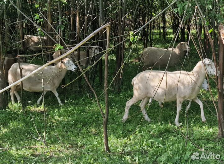 Катумская овца