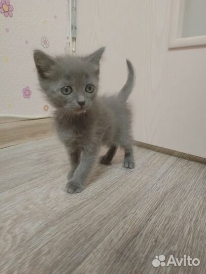 Кошка в дар