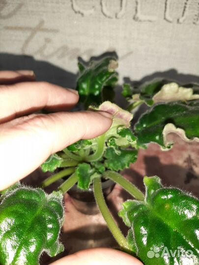 Фиалка химера Лесной царь