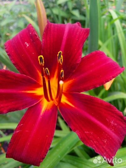 Лилейники сортовые и флоксы