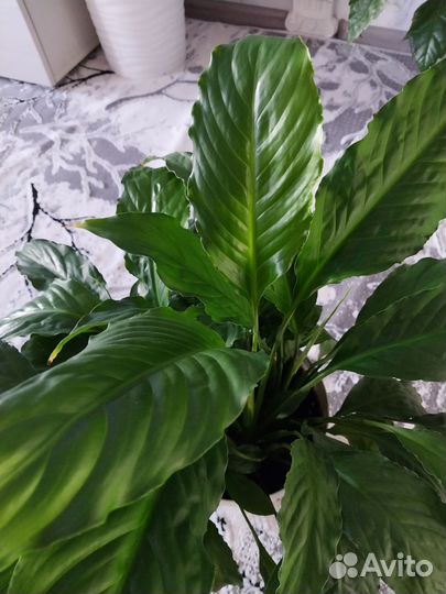 Спатифиллум