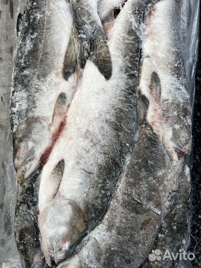 Горбуша тихоокеанская неразделанная мороженая