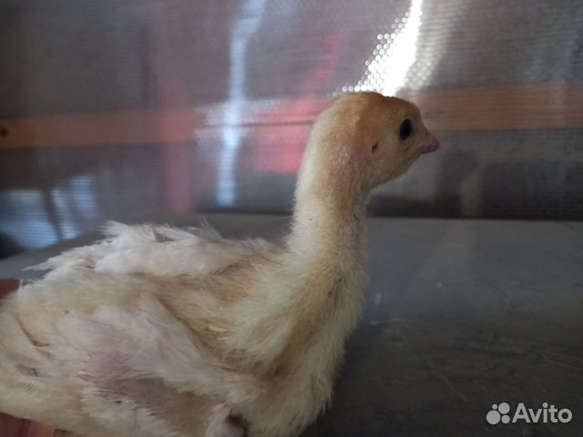 Индюшата биг 6, индюшата хайбрид грейд мейкер