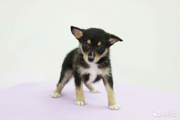Щенок мальчик