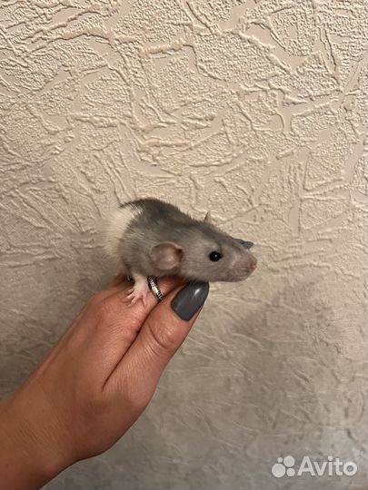 Крысята Дамбо